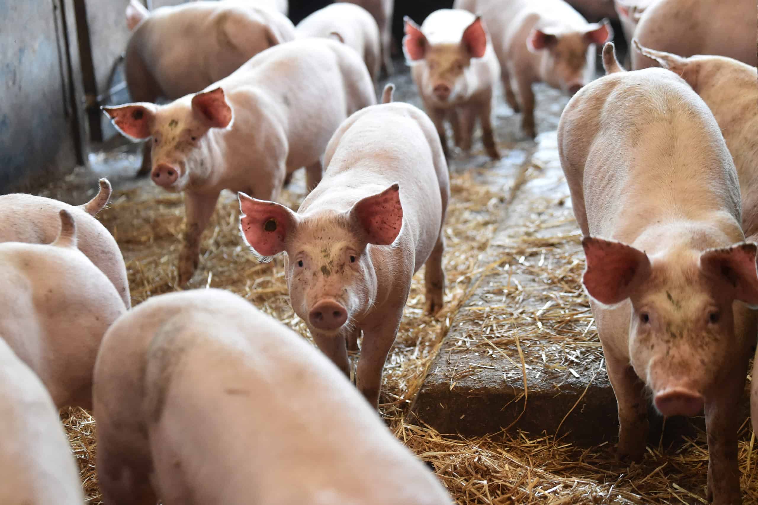 pig kidney transplant