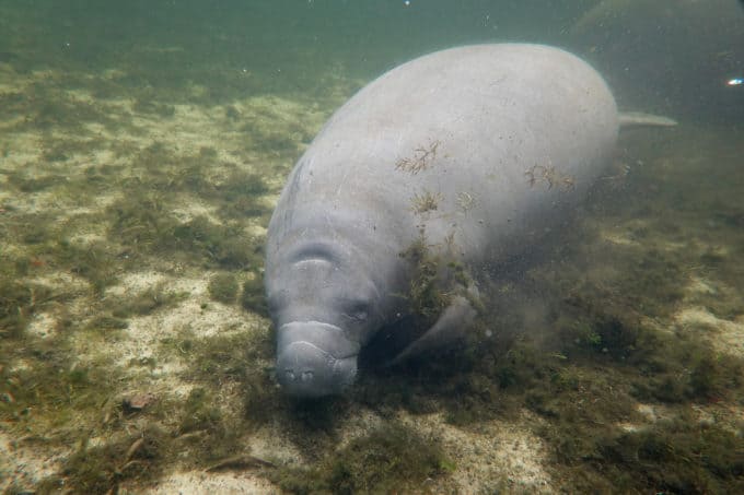 manatee