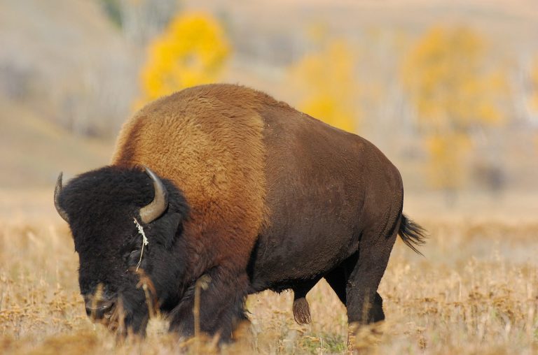 Bison