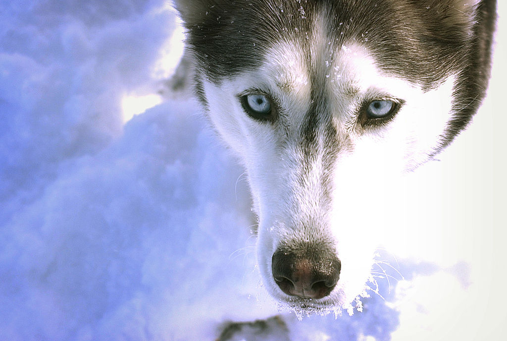 Social Media Drags Montana Woman For Killing, Skinning A HUSKY Dog After Mistaking It For A Wolf During Hunting Trip