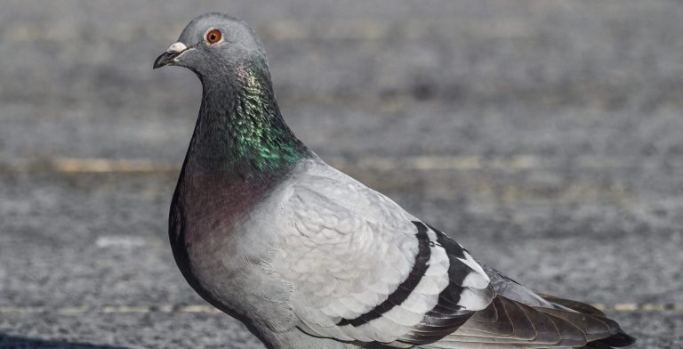 pigeon