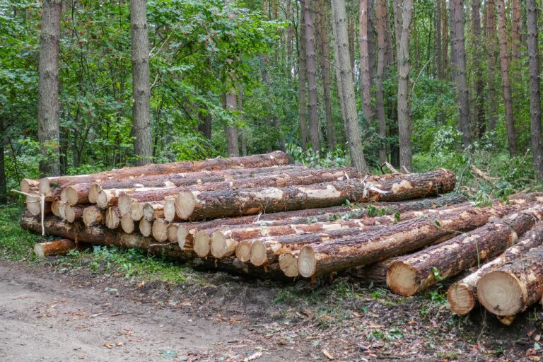 New Jersey Fined Cutting Neighbors Trees