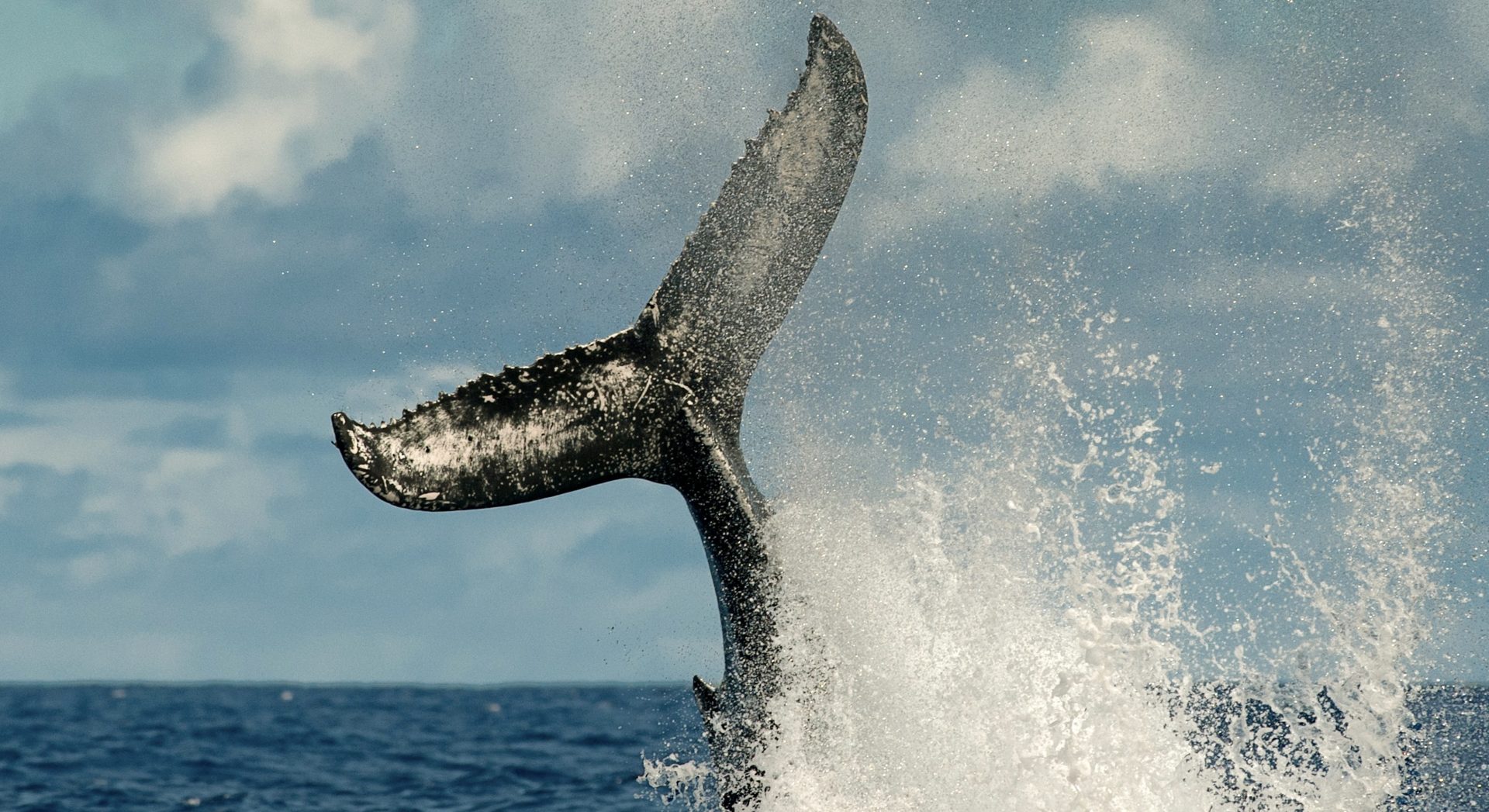 Marine Madness: 97 Whales Simultaneously Strand Themselves On Australian Beach