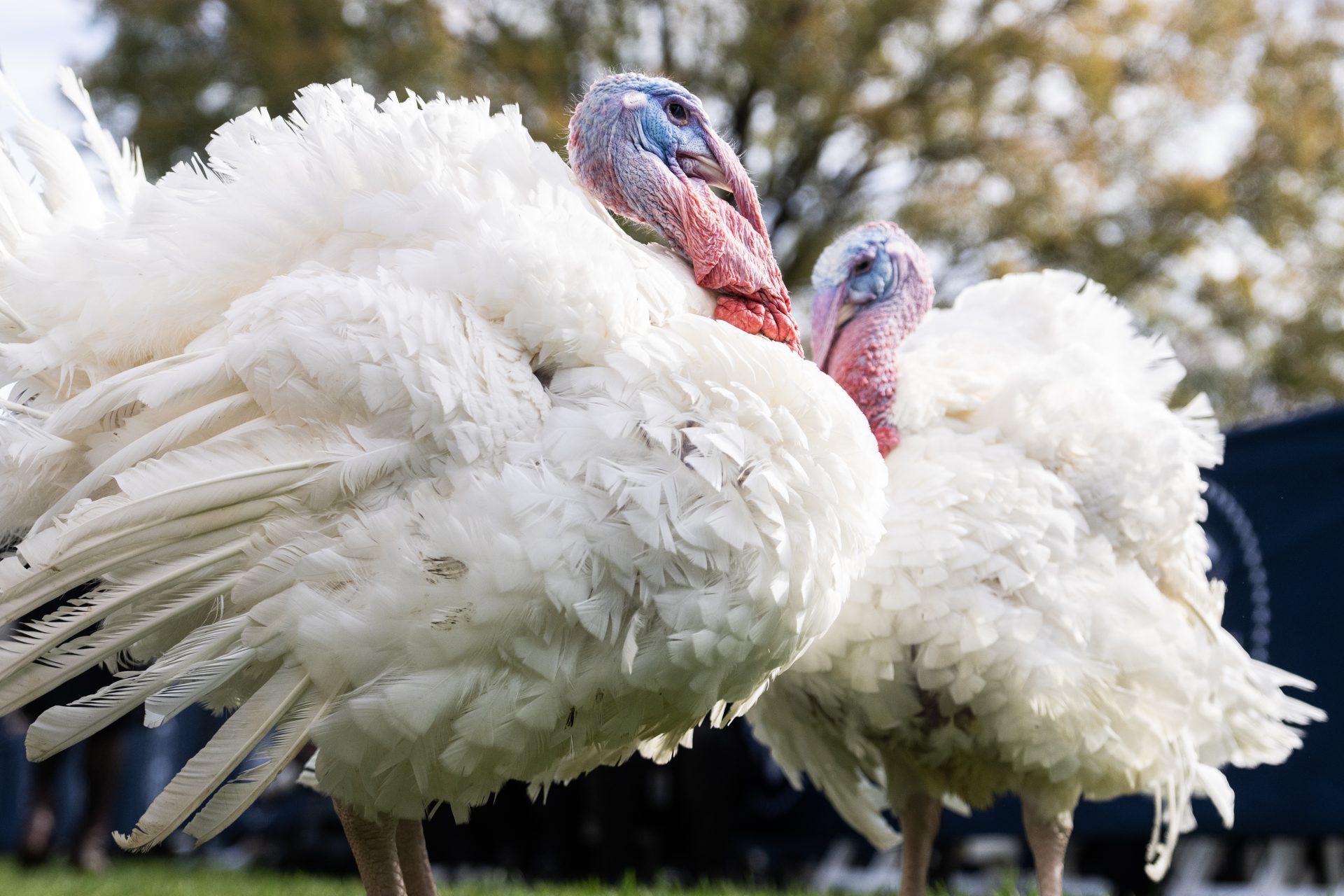 President Biden Pardons National Thanksgiving Turkeys On His 81st Birthday