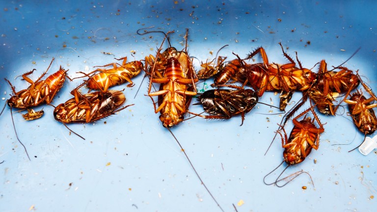 San Antonio Zoo Offers People To Name A Cockroach After Their Ex And Feed It To An Animal