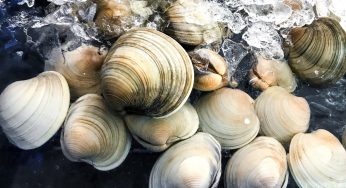 California Mom Fined $88,000 After Her Kids Collected 72 Clams They Believed Were Seashells