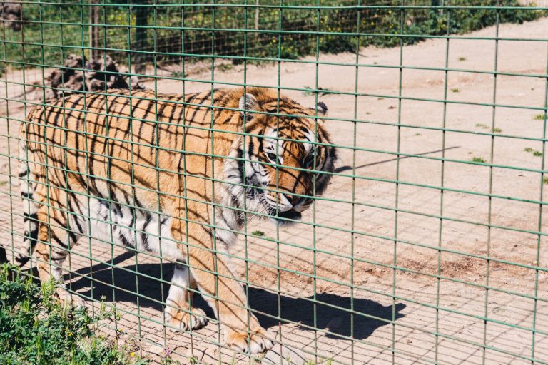 New Jersey Police Search For Woman After She Allegedly CIimbed Over Fence At Zoo To Pet 500 Lb. Tiger (VIDEO)